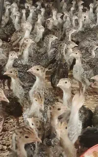 ارسال داریم