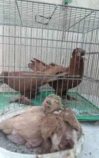 کبوتر با جوجه