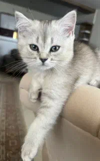 گربه بریتیش ماده دوماه و دو هفته