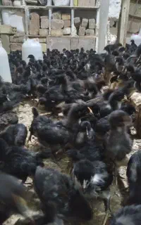 جوجه مرغ خروس