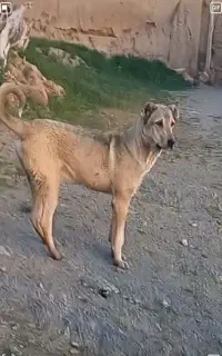 سگ گله‌ای