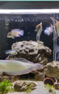 آروانا آنجل بلوآکارا وللوپی ولجنخوار یکجا