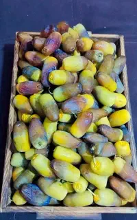 خرما و لیمو خرید و فروش