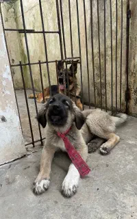 سگ سرابی