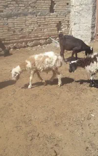 بره