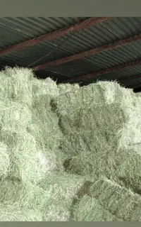 یونجه درجه یک انباری