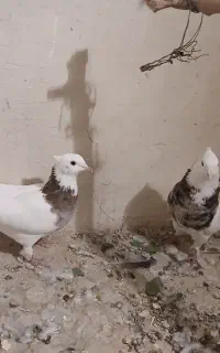 طوقی هفت رنگ