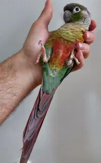 گرینچیک نر یلوساید