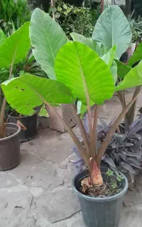 گل و گیاهان آپارتمانی و فضای باز