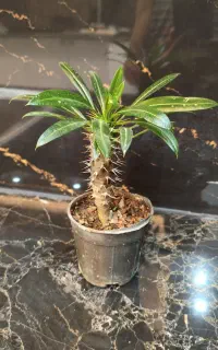 گیاه نخل ماداگاسکار