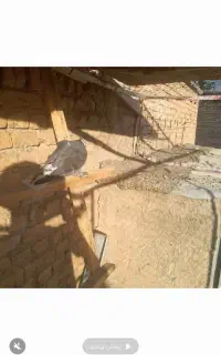 ۴ عدد کبوتر