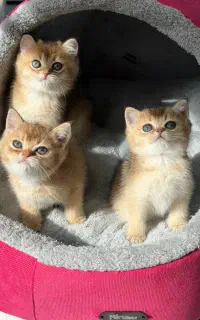 بچه گربه بریتیش ny11