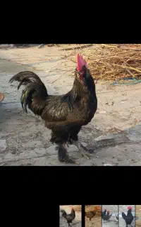 خروس