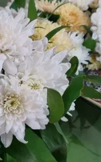 گل طبیعی با نصف قیمت