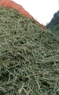 یونجه خوردشده باخرمنکوب