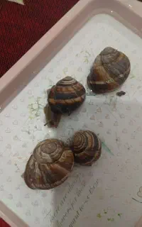 حلزون نوع اسکارگو