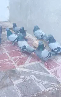 کبوترساعتی
