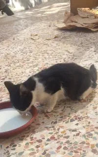 واگذاری بچه گربه