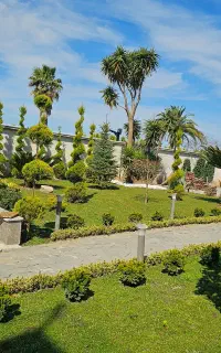 هرس کاج سمپاشی   محوطه سازی طراحی