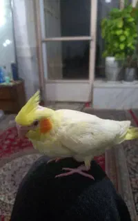 طوطی هلندی لیموی رنگ گمشده عکس بچگیش هست