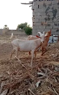 کهره سانن نژاد شیری