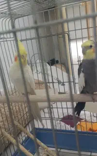 با ثبت نام در بلو بانک پول در بیارید