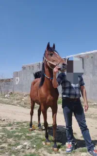 مادیان سواری دار