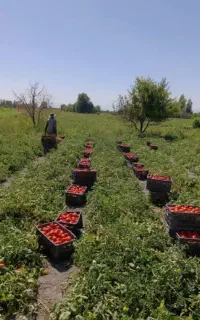 سرکار گری انواع کار کشاورزی با مدیریت جعفری