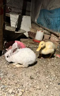 یک عدد خرگوش لوپ و یک عدد جوجه اردک