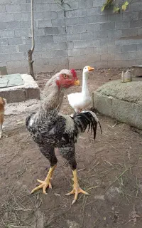 فروش‌خروس‌لاری‌کوکو