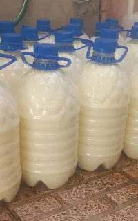 دوغ نهره محلی عمده و خورده