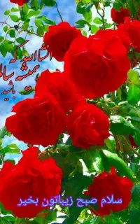 سیم کارت مدیریتی