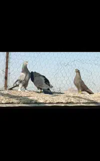 فروشی چهار عدد تک رنگ