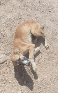 توله سگ