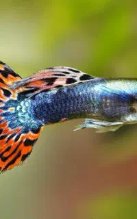 فروش ویژه گوپی با تخفیف خرید تعداد بالا