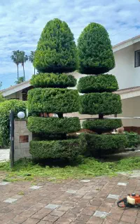 هرس فونیکس و لاوسون و شمشاد