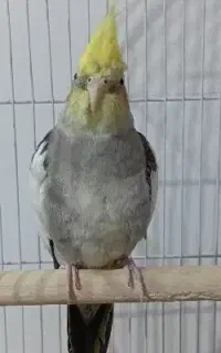 عروس هلندی نر بالغ