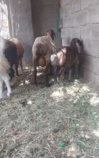 میش بره جنس خوب با بره قبلیش