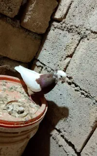 طوقی