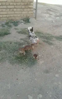 جوجه و مرغ گلین