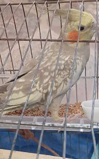 عروس هلندی