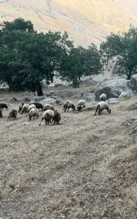 میش و‌بره بز ‌کهره