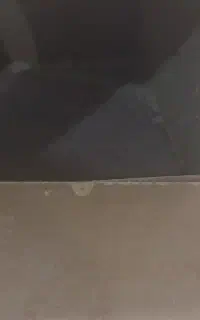 لانه پرنده سالم