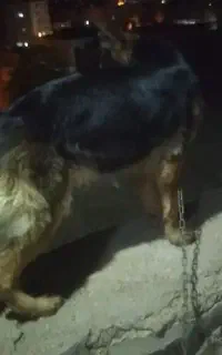 سگ ژرمن اصیل