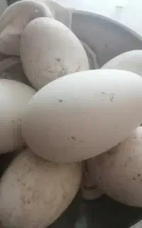 تخم غاز