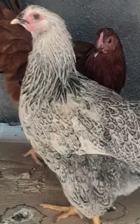 ۲ عدد جوجه کردی