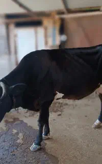 گاو هلشتان