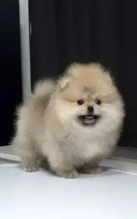 پامرانین خرسی تیپ کره ای