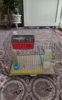 قفس