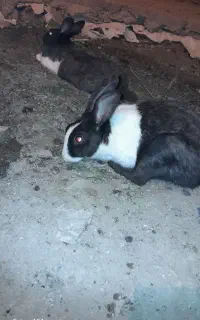 حیوان خانگی